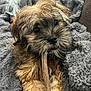 puppy, dog, chewing, blanket, cozy, fur, pet, indoor, cute, brown, black, animal, canine, relaxing, soft, toy, closeup, snout, paw, sleepy