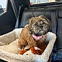 animal, brown_fur, car_interior, companion, cozy, cute, dog, fluffy, indoor, leather_seat, pet_bed, pink_bandana, scruffy, seat, seatbelt, small_dog, stuffed_toy, teddy_bear, travel, window