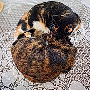 Cleo joined the competition — help win amazing prizes! animal, cat, close_up, companion, cozy, curling, cute, domestic_animal, feline, fur, indoor, lace_tablecloth, pattern, pet, resting, sleeping, snuggling, table, tortoiseshell_cat, two_cats