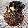 animal, cat, close_up, companion, cozy, curling, cute, domestic_animal, feline, fur, indoor, lace_tablecloth, pattern, pet, resting, sleeping, snuggling, table, tortoiseshell_cat, two_cats