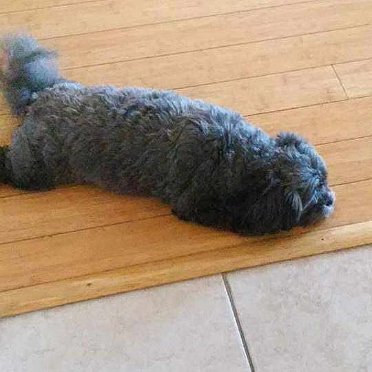 Kimi