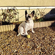 Soukie participe au concours pour gagner de l'argent avec cette photo : dog, french_bulldog, tennis_ball, pebbles, outdoor, sunlight, shadow, wall, bushes, pet, animal, sitting, playful, daylight, garden, small_dog, canine, fur, ears, collar
