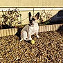dog, french_bulldog, tennis_ball, pebbles, outdoor, sunlight, shadow, wall, bushes, pet, animal, sitting, playful, daylight, garden, small_dog, canine, fur, ears, collar