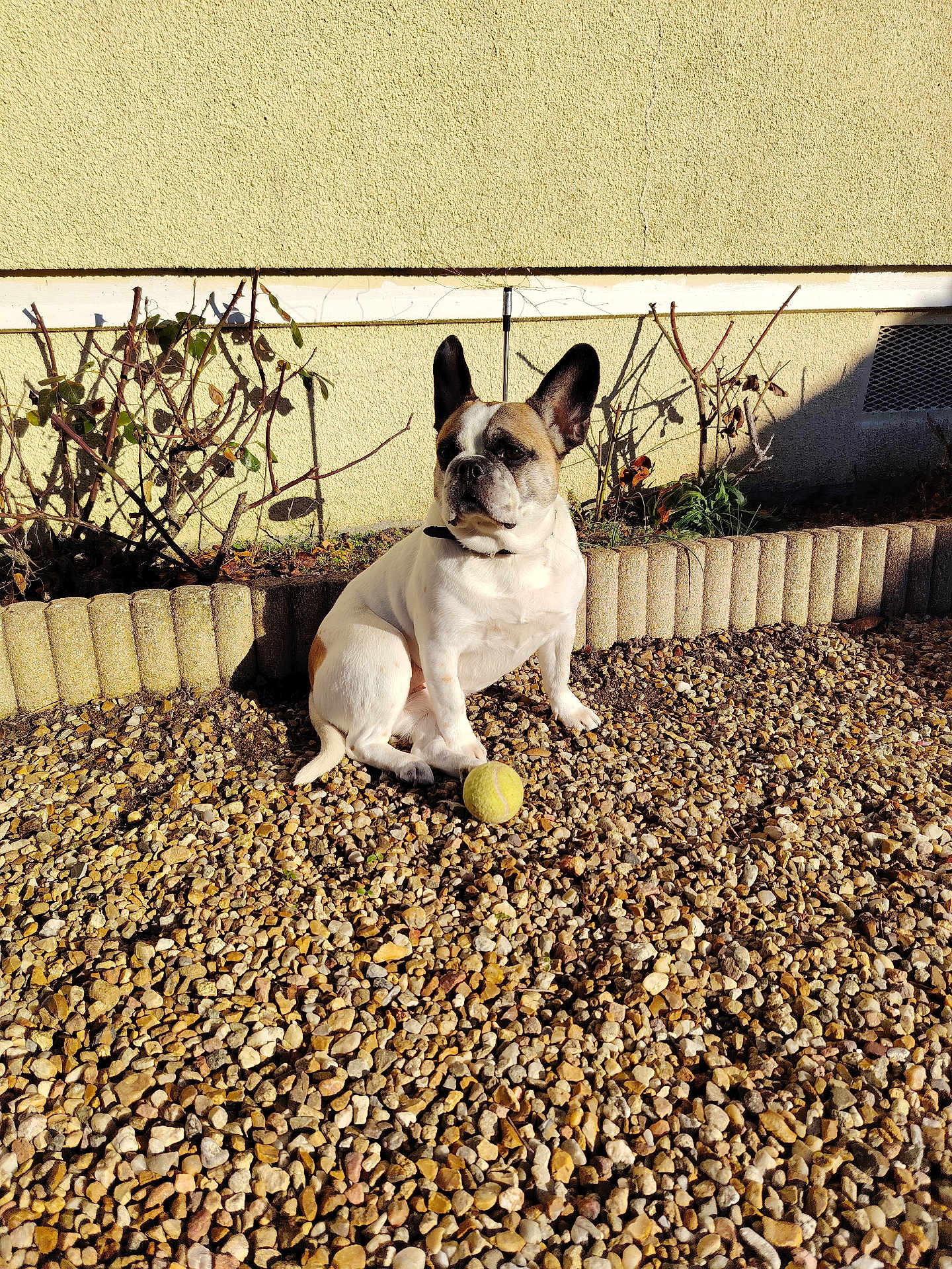 Soukie participe au concours pour gagner de l'argent avec cette photo : dog, french_bulldog, tennis_ball, pebbles, outdoor, sunlight, shadow, wall, bushes, pet, animal, sitting, playful, daylight, garden, small_dog, canine, fur, ears, collar