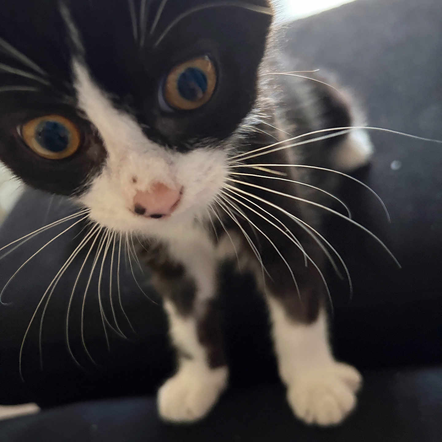 Bowie participe au concours pour gagner de l'argent avec cette photo : cat, kitten, black_and_white, pet, animal, close_up, portrait, whiskers, golden_eyes, pink_nose, wide_eyed, curious, cute, furry, paws, indoor, seated, black_fur, white_fur, photography