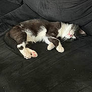 Bowie a rejoint le concours — aidez-le/la à gagner de superbes lots ! cat, kitten, black_and_white, fluffy, sleeping, lying_down, upside_down, pet, animal, couch, sofa, indoor, home, dark_background, pink_paws, whiskers, fur, relaxed, cute, portrait