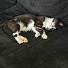 cat, kitten, black_and_white, fluffy, sleeping, lying_down, upside_down, pet, animal, couch, sofa, indoor, home, dark_background, pink_paws, whiskers, fur, relaxed, cute, portrait