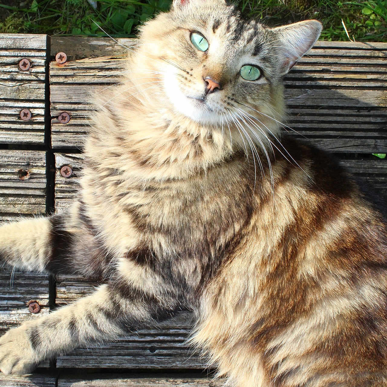 Oro