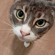 George is registered to the contest to win money with this photo: cat, feline, green_eyes, whiskers, close_up, portrait, pet, indoor, curious, face, nose, paw, fur, tabby, white_markings, ear, looking_up, adorable, floor, staring