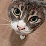 cat, feline, green_eyes, whiskers, close_up, portrait, pet, indoor, curious, face, nose, paw, fur, tabby, white_markings, ear, looking_up, adorable, floor, staring