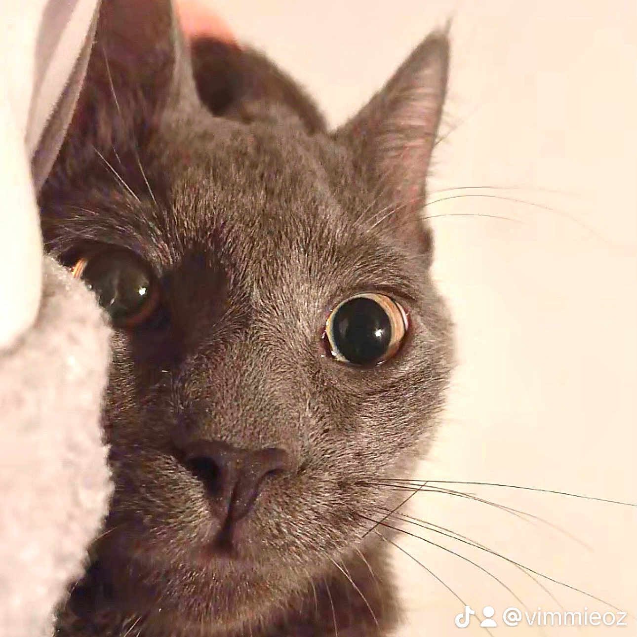 Greyson joined the competition — help win amazing prizes! abyssinian, animal, blackcat, cat, egyptiancat, kitten, manx, pet, snout