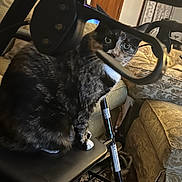 Callie is registered to the contest to win money with this photo: cat, tortoiseshell_cat, walker, indoor, furniture, couch, rug, curious, pet, animal, home, seat, handlebar, living_room, patterned_rug, cozy, domestic_animal, black_seat, door, curtains