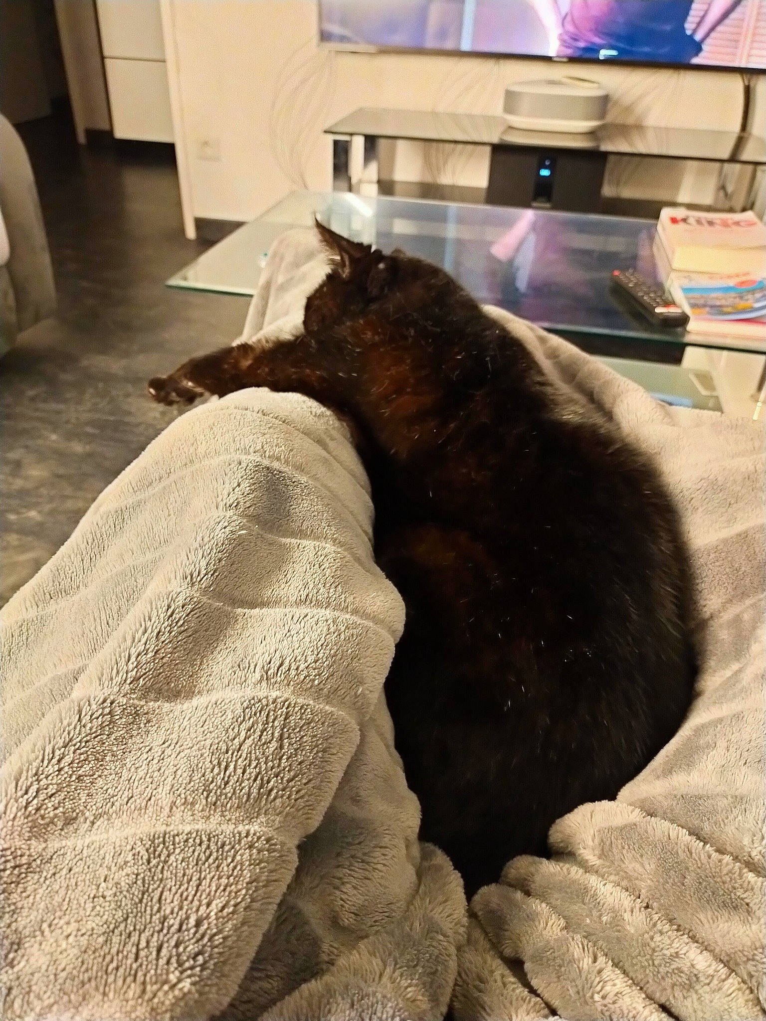 Isaac participe au concours pour gagner de l'argent avec cette photo : bed, black_cat, carnivore, cat, comfort, companion_dog, computer_keyboard, dog_breed, felidae, floor, flooring, grey, hardwood, laptop, mammal, small_to_medium_sized_cats, tail, tints_and_shades, whiskers, wood