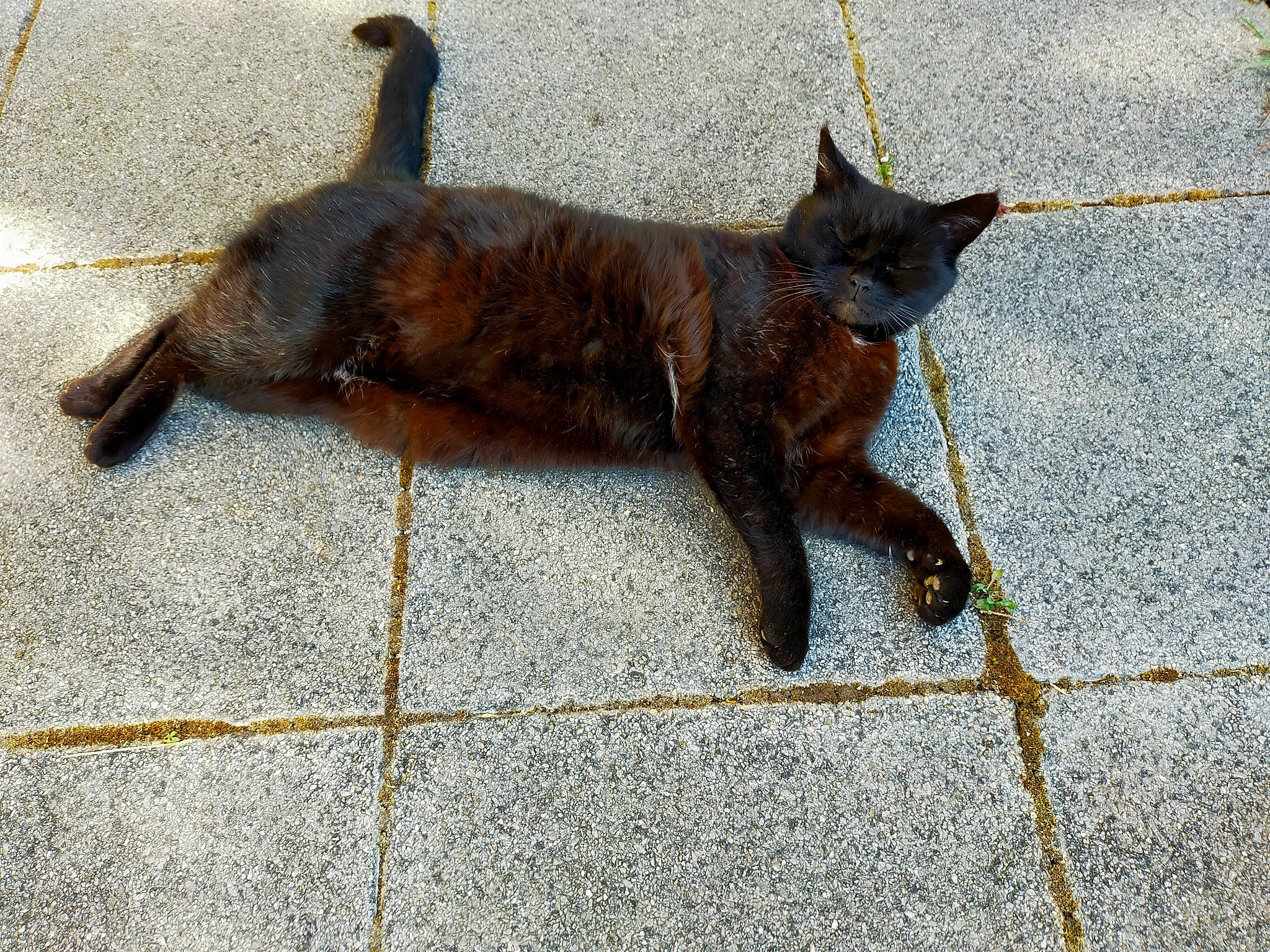 Isaac a rejoint le concours — aidez-le/la à gagner de superbes lots ! black_cat, carnivore, cat, claw, concrete, domestic_short_haired_cat, felidae, flooring, fur, metal, road_surface, shadow, sidewalk, small_to_medium_sized_cats, tail, terrestrial_animal, tile_flooring, whiskers, window, wood