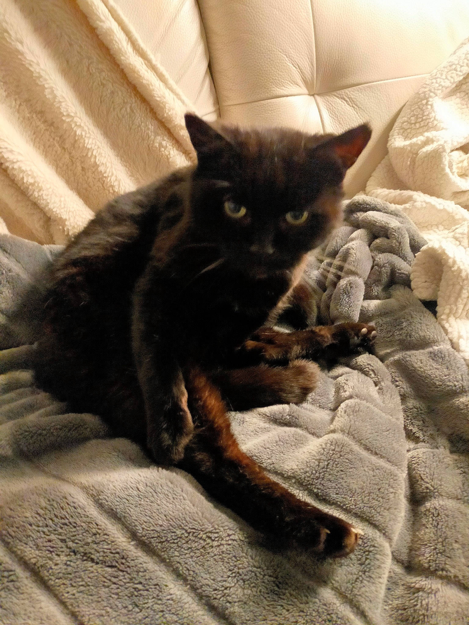 Isaac a rejoint le concours — aidez-le/la à gagner de superbes lots ! bedding, black_cat, bombay, carnivore, cat, cat_supply, claw, comfort, domestic_short_haired_cat, felidae, fur, grey, linens, nap, room, small_to_medium_sized_cats, snout, tail, textile, whiskers