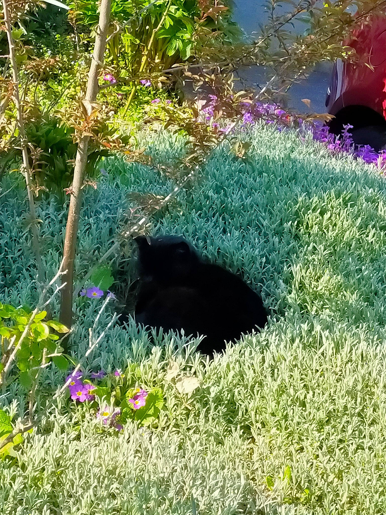 Isaac a rejoint le concours — aidez-le/la à gagner de superbes lots ! annual_plant, botany, carnivore, flower, garden, grass, grassland, groundcover, herbaceous_plant, landscape, magenta, natural_landscape, plant, plant_community, shrub, terrestrial_animal, tints_and_shades, tree, vegetation, wildlife