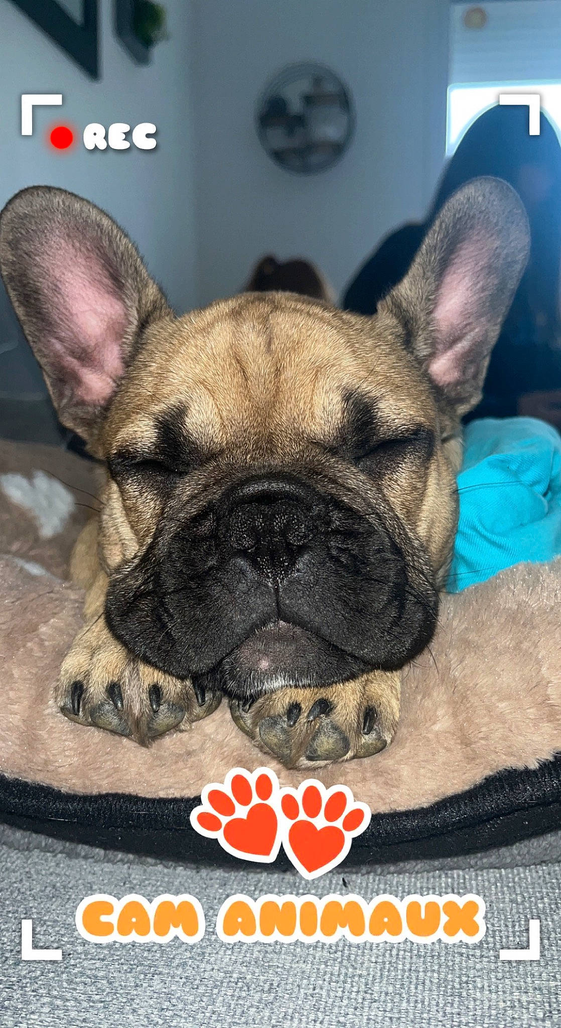 Togo participe au concours pour gagner de l'argent avec cette photo : bulldog, canidae, carnivore, comfort, companion_dog, dog, dog_breed, dog_supply, ear, fawn, french_bulldog, non_sporting_group, photo_caption, pug, snout, terrestrial_animal, toy_dog, whiskers, working_animal, wrinkle