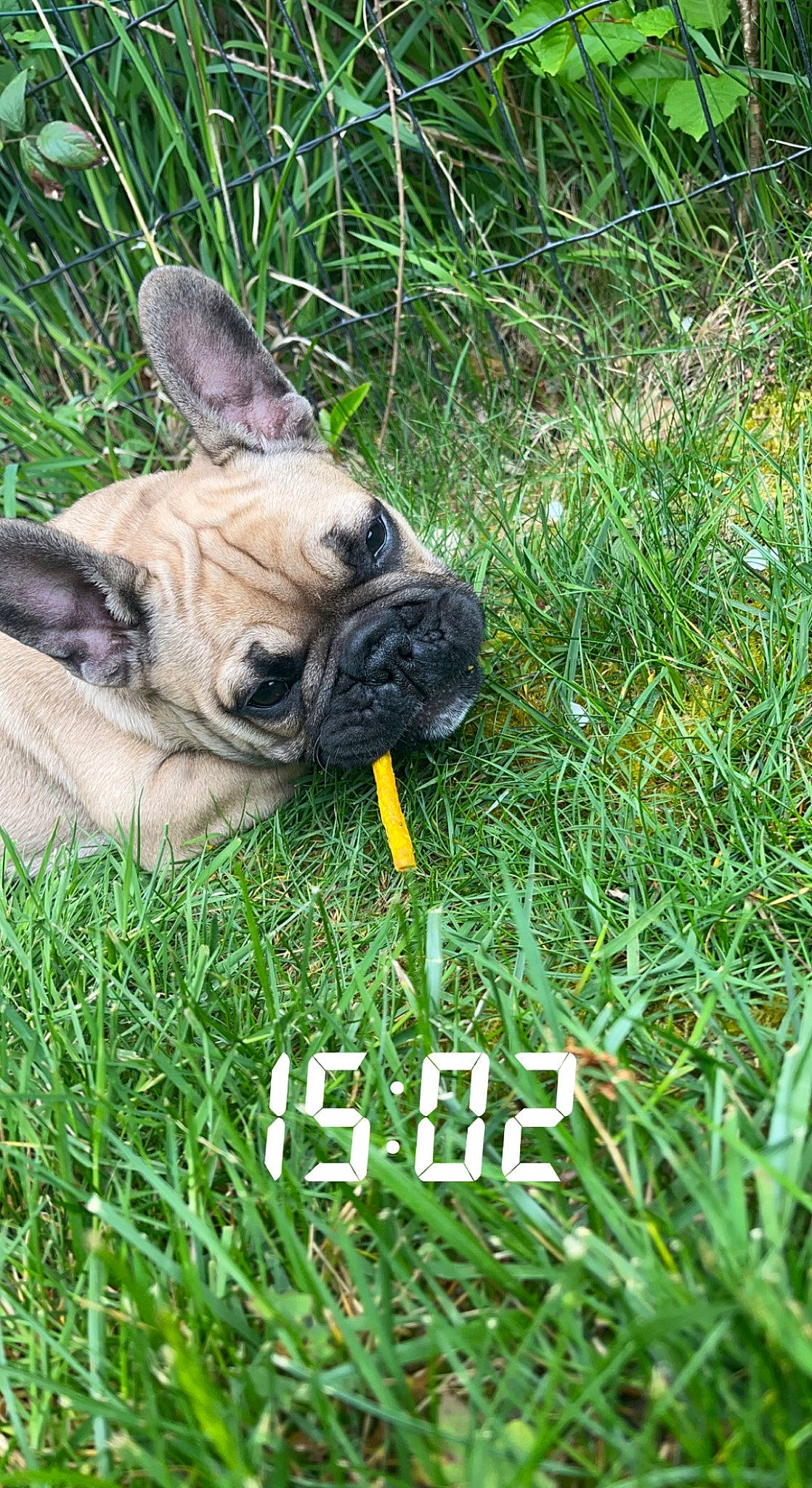 Togo participe au concours pour gagner de l'argent avec cette photo : bulldog, canidae, carnivore, companion_dog, dog, dog_breed, fawn, grass, grass_family, groundcover, lawn, molosser, plant, pug, snout, sporting_group, terrestrial_animal, toy_dog, working_animal, wrinkle