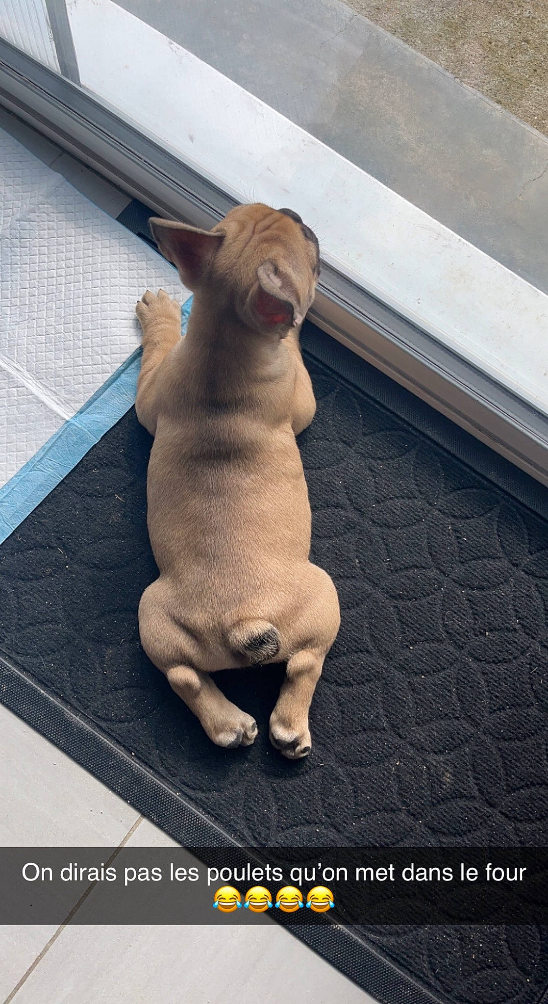 Togo participe au concours pour gagner de l'argent avec cette photo : canidae, carnivore, comfort, companion_dog, dog, dog_breed, fawn, flooring, foot, fur, non_sporting_group, paw, snout, sporting_group, tail, terrestrial_animal, toy, working_animal