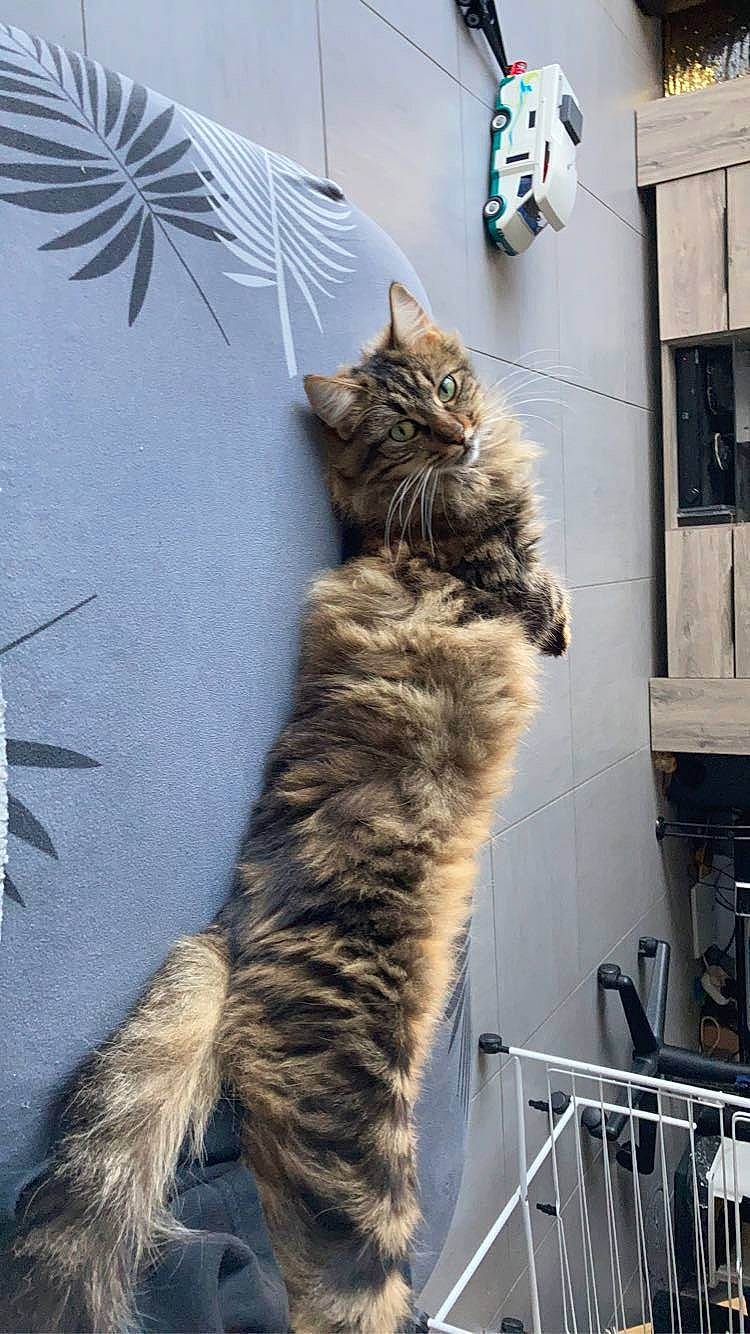 Poupy participe au concours pour gagner de l'argent avec cette photo : carnivore, cat, claw, domestic_short_haired_cat, felidae, fur, maine_coon, paw, small_to_medium_sized_cats, snout, tail, terrestrial_animal, whiskers, window