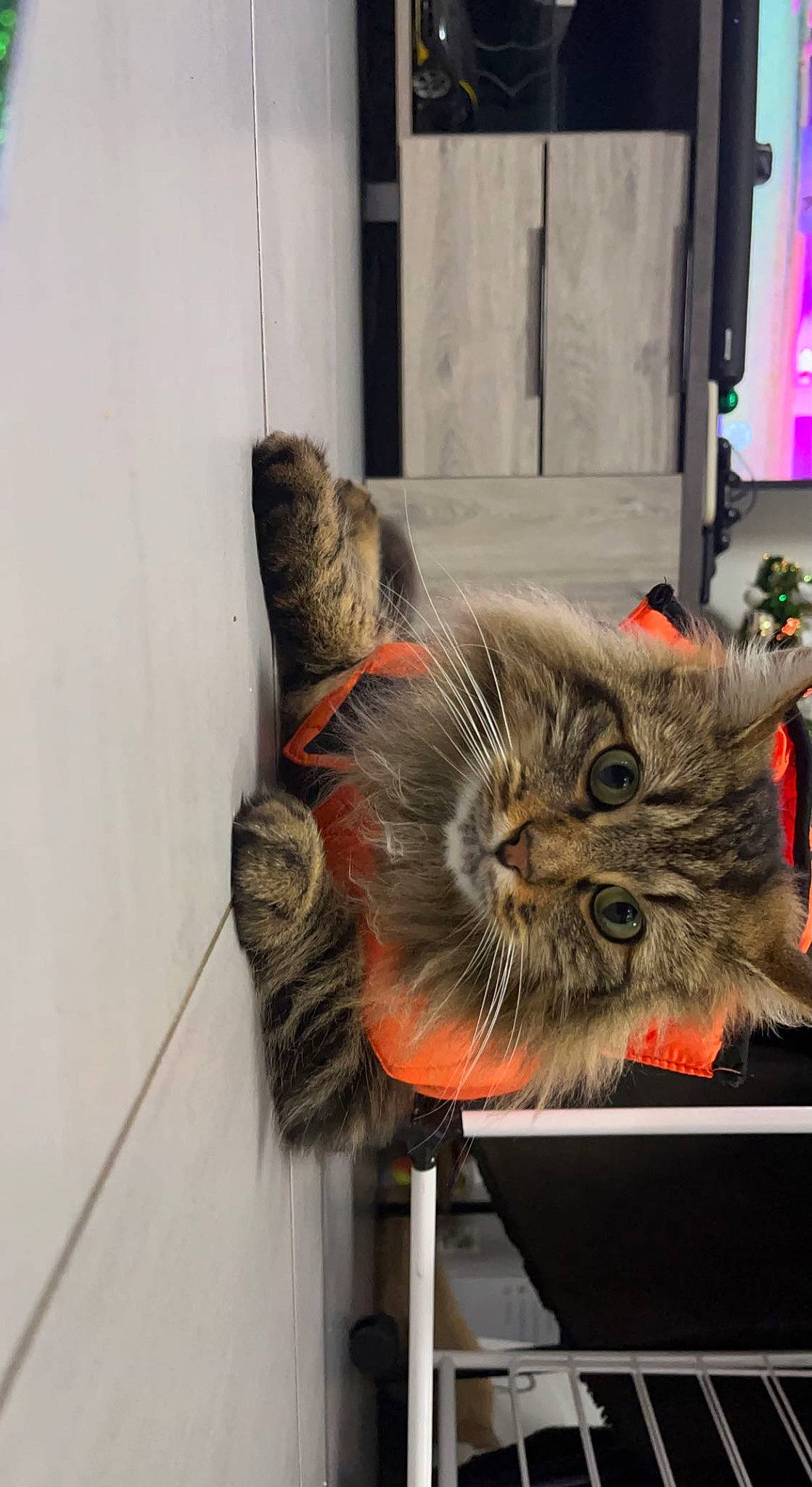 Poupy participe au concours pour gagner de l'argent avec cette photo : art, british_longhair, carnivore, cat, claw, domestic_short_haired_cat, felidae, flowerpot, fur, paw, plant, small_to_medium_sized_cats, snout, tail, whiskers, window