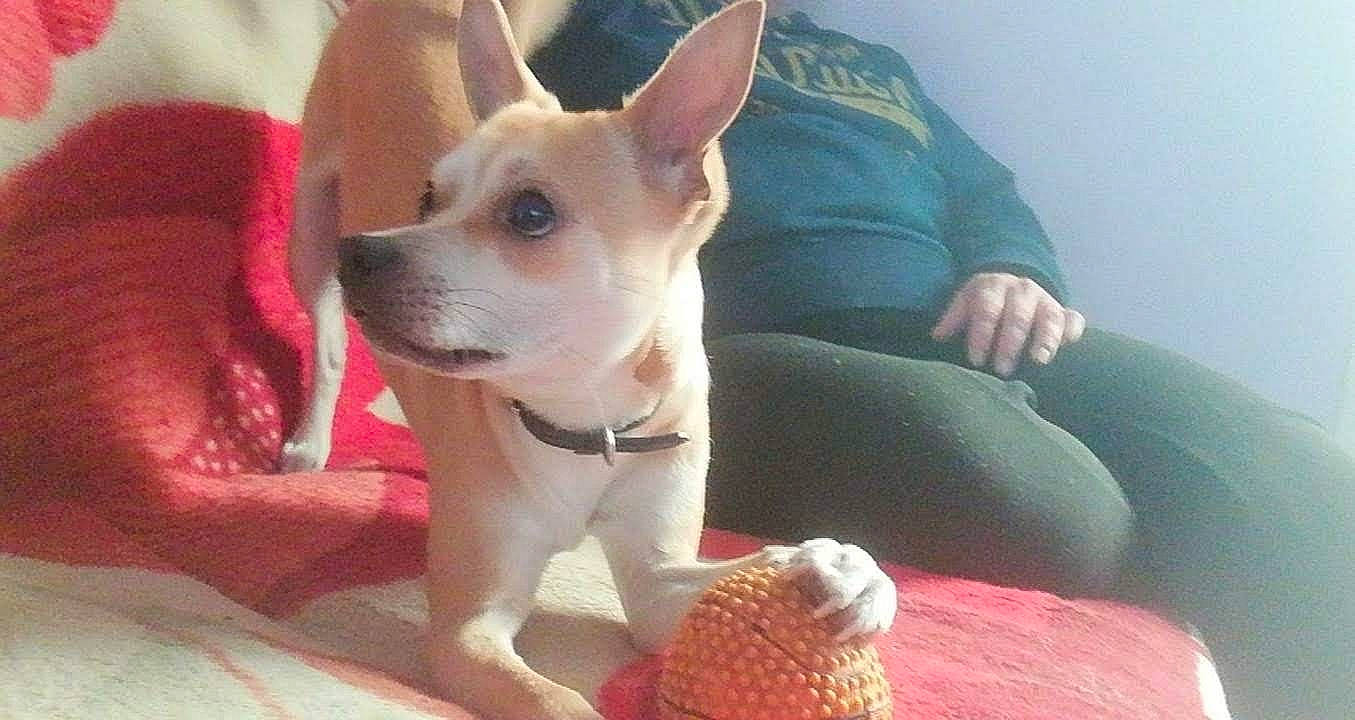 Obelix participe au concours pour gagner de l'argent avec cette photo : canidae, carnivore, collar, comfort, companion_dog, corgi_chihuahua, couch, dog, dog_breed, dog_supply, fawn, fur, paw, snout, sporting_group, tail, toy, toy_dog, whiskers, working_animal