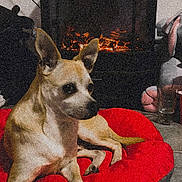 Obelix participe au concours pour gagner de l'argent avec cette photo : dog, pet, animal, sitting, lying_down, pointy_ears, short_hair, tan_fur, black_nose, indoors, living_room, fireplace, electric_fireplace, red_bed, plush_toys, home, tile_floor, furniture, portrait, cozy