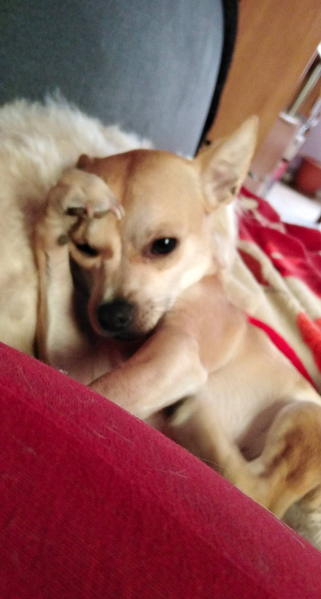 Obelix participe au concours pour gagner de l'argent avec cette photo : canidae, carnivore, chihuahua, comfort, companion_dog, dog, dog_breed, dog_supply, ear, fawn, fur, non_sporting_group, paw, puppy, puppy_love, snout, sporting_group, toy_dog, whiskers, working_animal