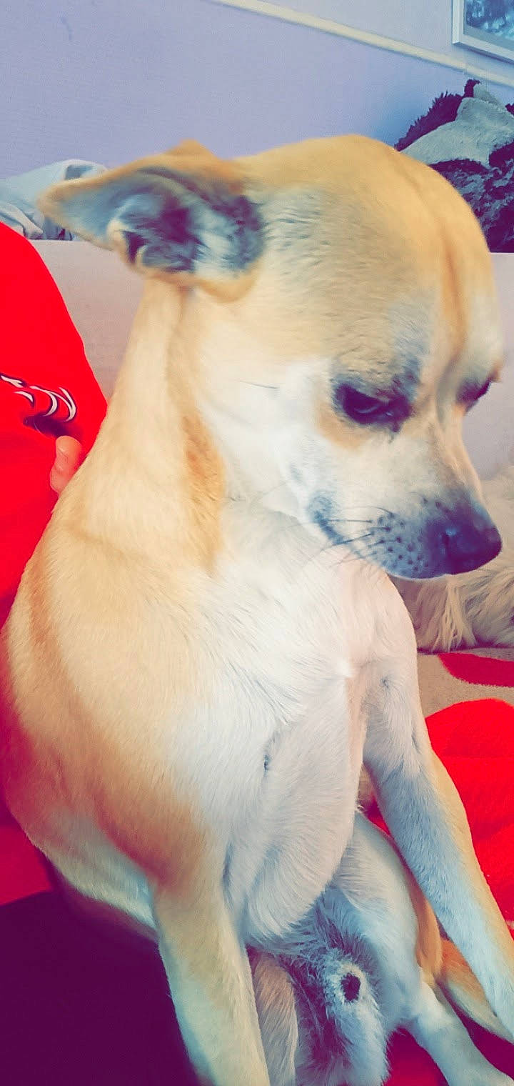 Obelix participe au concours pour gagner de l'argent avec cette photo : canidae, carnivore, comfort, companion_dog, dog, dog_breed, dog_supply, electric_blue, fawn, flesh, fur, nail, pet_supply, puppy, snout, sporting_group, terrestrial_animal, toy_dog, whiskers, working_animal