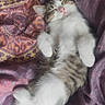 Yuki participe au concours pour gagner de l'argent avec cette photo : kitten, cat, tabby, white_fur, sleeping, relaxed, cute, animal, pet, whiskers, pink_nose, closed_eyes, paws, belly, tail, lying_down, indoors, bedding, purple_fabric, portrait