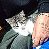 cat, kitten, tabby, white_fur, sleepy, resting, pet, animal, lap, human_hand, tattoo, bracelet, clothing, blanket, blue_blanket, indoor, close_up, portrait, cozy, cute