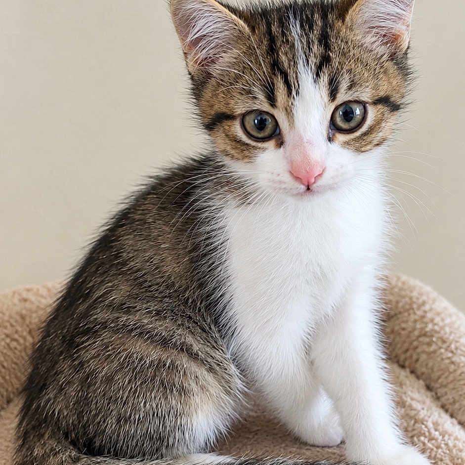 Yuki a rejoint le concours — aidez-le/la à gagner de superbes lots ! kitten, cat, tabby, white_fur, brown_fur, sitting, portrait, close_up, blue_eyes, green_eyes, whiskers, ears, tail, fluffy, cute, indoor, beige_background, carpet, pet, adorable