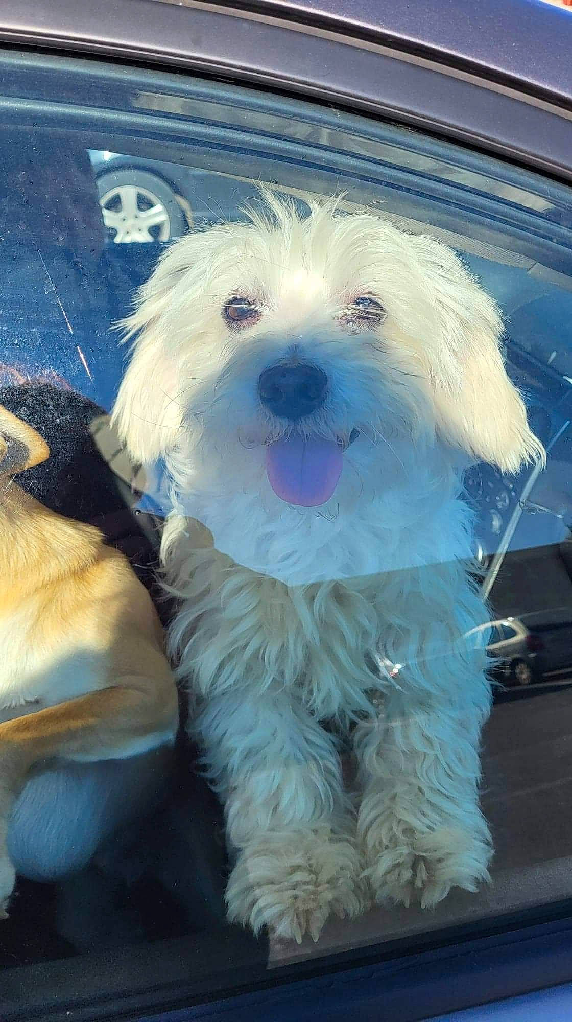 Poupoune participe au concours pour gagner de l'argent avec cette photo : canidae, carnivore, cockapoo, collar, companion_dog, dog, dog_breed, dog_collar, dog_supply, eye, fur, head, labradoodle, puppy_love, small_terrier, snout, sporting_group, terrier, toy_dog, working_animal