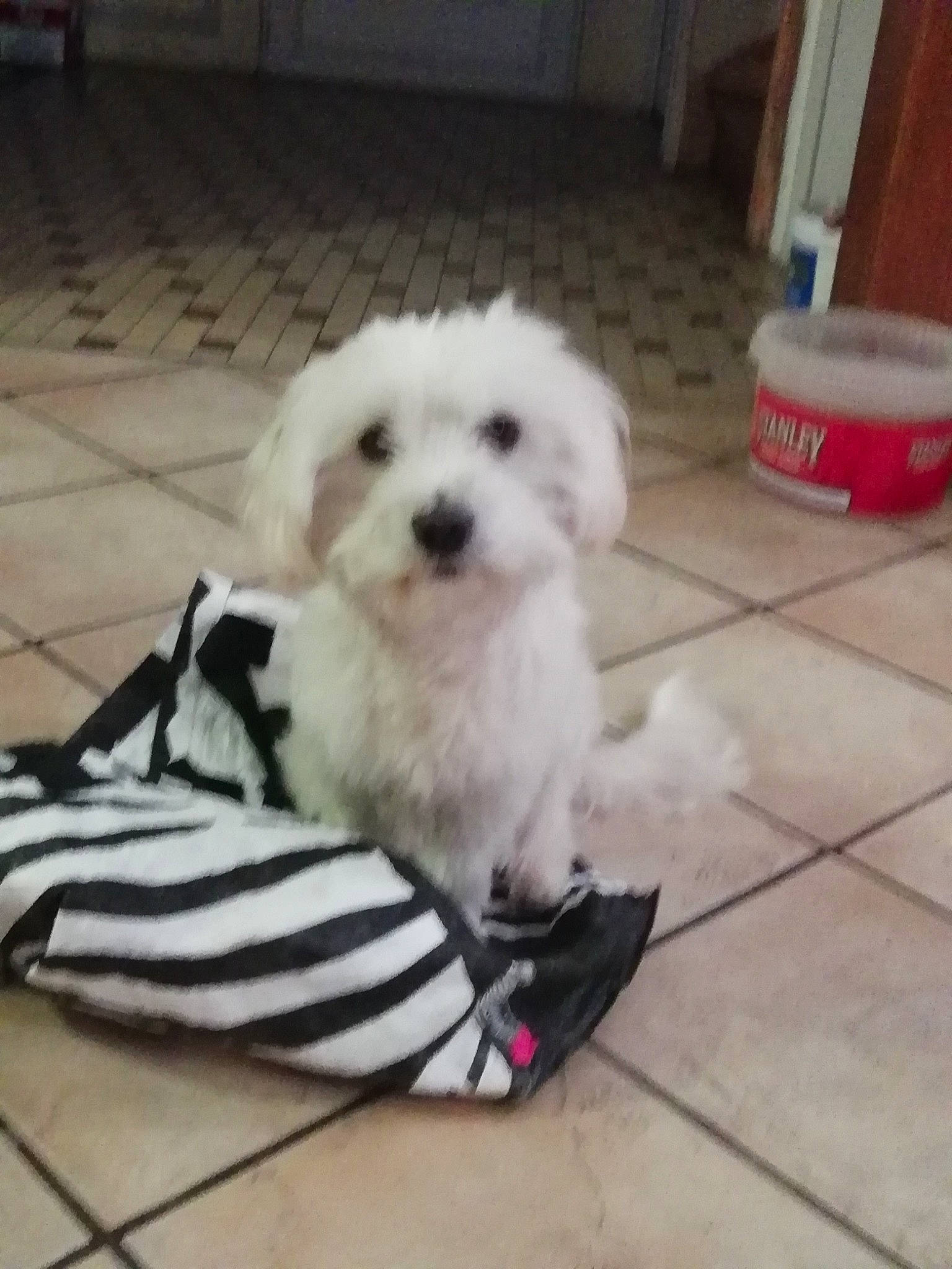 Poupoune participe au concours pour gagner de l'argent avec cette photo : canidae, carnivore, companion_dog, dog, dog_breed, dog_supply, flooring, fur, labradoodle, mal_shi, maltepoo, poodle_crossbreed, puppy_love, shih_poo, small_terrier, sporting_group, terrier, toy_dog, water_dog, working_animal