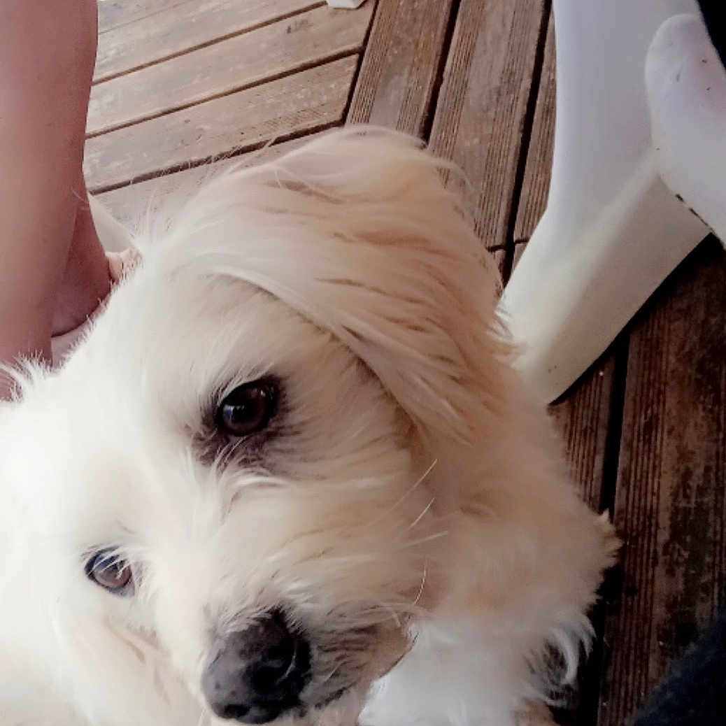 Poupoune