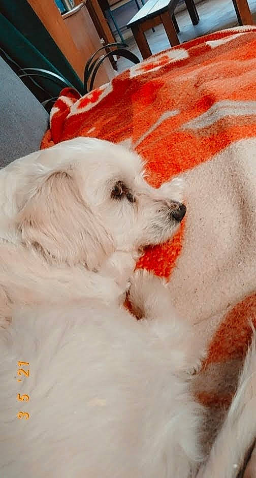 Poupoune a rejoint le concours — aidez-le/la à gagner de superbes lots ! american_eskimo_dog, canidae, carnivore, chair, companion_dog, dog, dog_breed, dog_supply, fawn, freezing, fur, non_sporting_group, samoyed, snout, snow, sporting_group, toy_dog, volpino_italiano, whiskers, working_animal