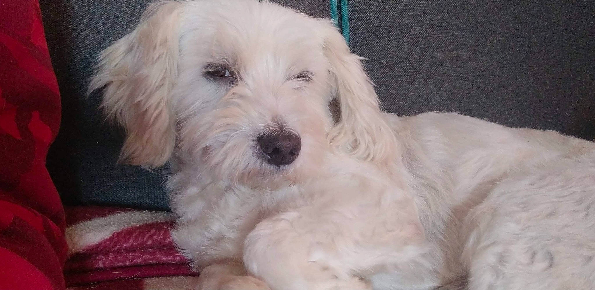 Poupoune a rejoint le concours — aidez-le/la à gagner de superbes lots ! canidae, carnivore, companion_dog, dog, dog_breed, fur, maltepoo, non_sporting_group, small_terrier, sporting_group, terrier, toy_dog, water_dog, working_animal, yorkipoo