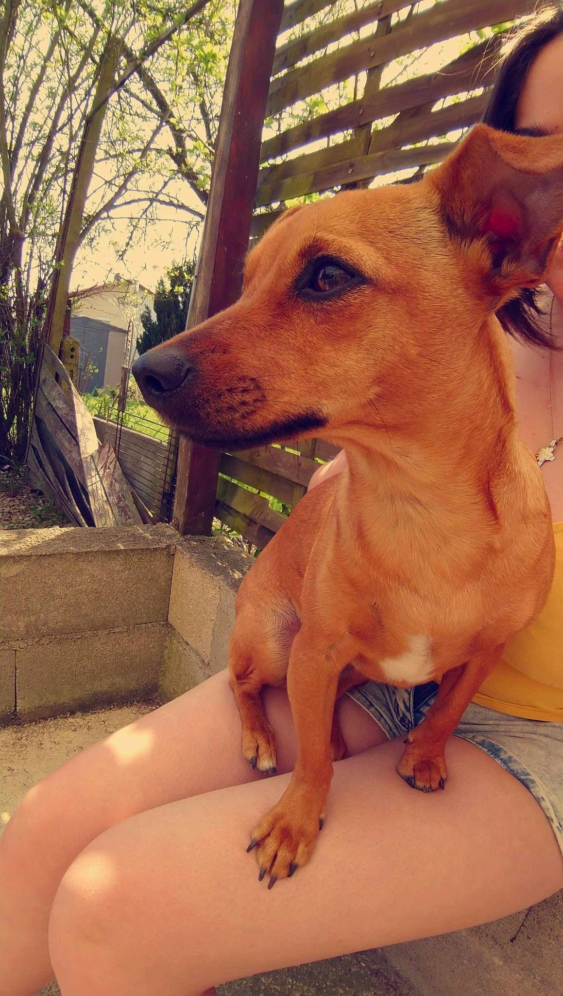 Callie participe au concours pour gagner de l'argent avec cette photo : canidae, carnivore, companion_dog, dog, dog_breed, dog_sports, dog_supply, fawn, flooring, foot, plant, snout, sporting_group, terrestrial_animal, thigh, toy_dog, tree, whiskers, wood, working_animal