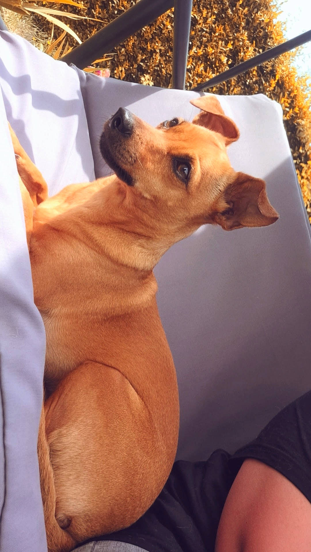 Callie participe au concours pour gagner de l'argent avec cette photo : ancient_dog_breeds, canidae, carnivore, comfort, companion_dog, dog, dog_breed, dog_collar, dog_supply, ear, fawn, fur, liver, snout, sporting_group, terrestrial_animal, toy_dog, whiskers, wood, working_animal