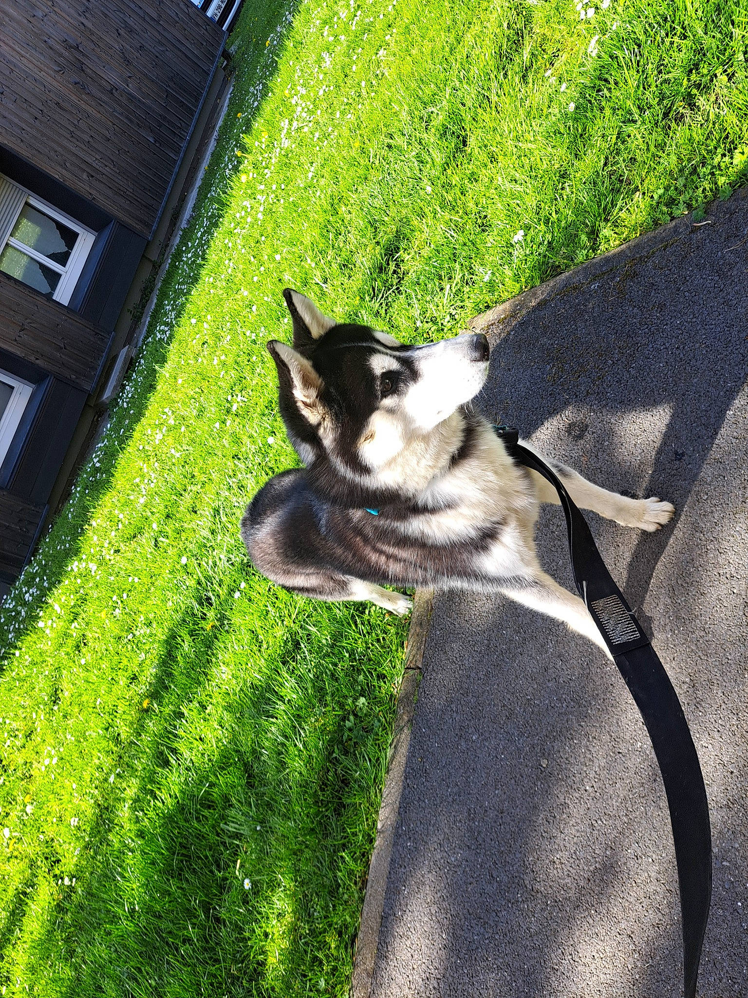 Tilou participe au concours pour gagner de l'argent avec cette photo : canidae, carnivore, companion_dog, dog, dog_breed, fawn, felidae, fur, grass, plant, shade, shadow, snout, sporting_group, tail, terrestrial_animal, tints_and_shades, whiskers, window, working_animal