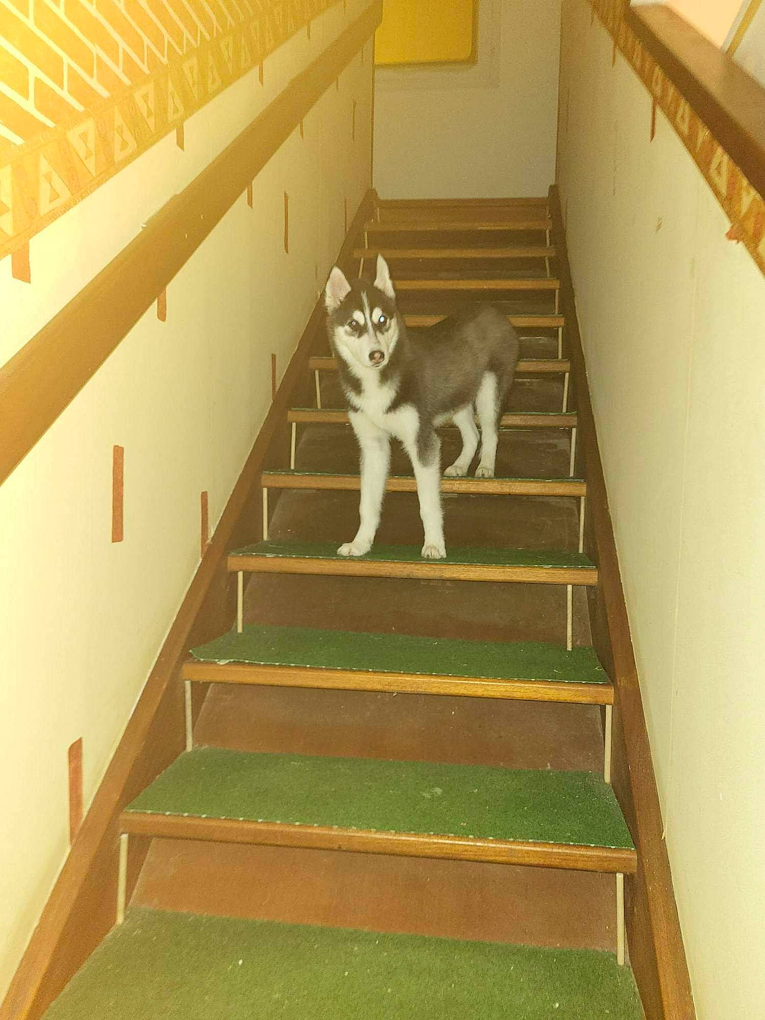 Tilou participe au concours pour gagner de l'argent avec cette photo : canidae, carnivore, ceiling, companion_dog, dog, dog_breed, fawn, floor, flooring, handrail, hardwood, rectangle, room, sled_dog, sporting_group, stairs, tail, wall, wood, working_animal