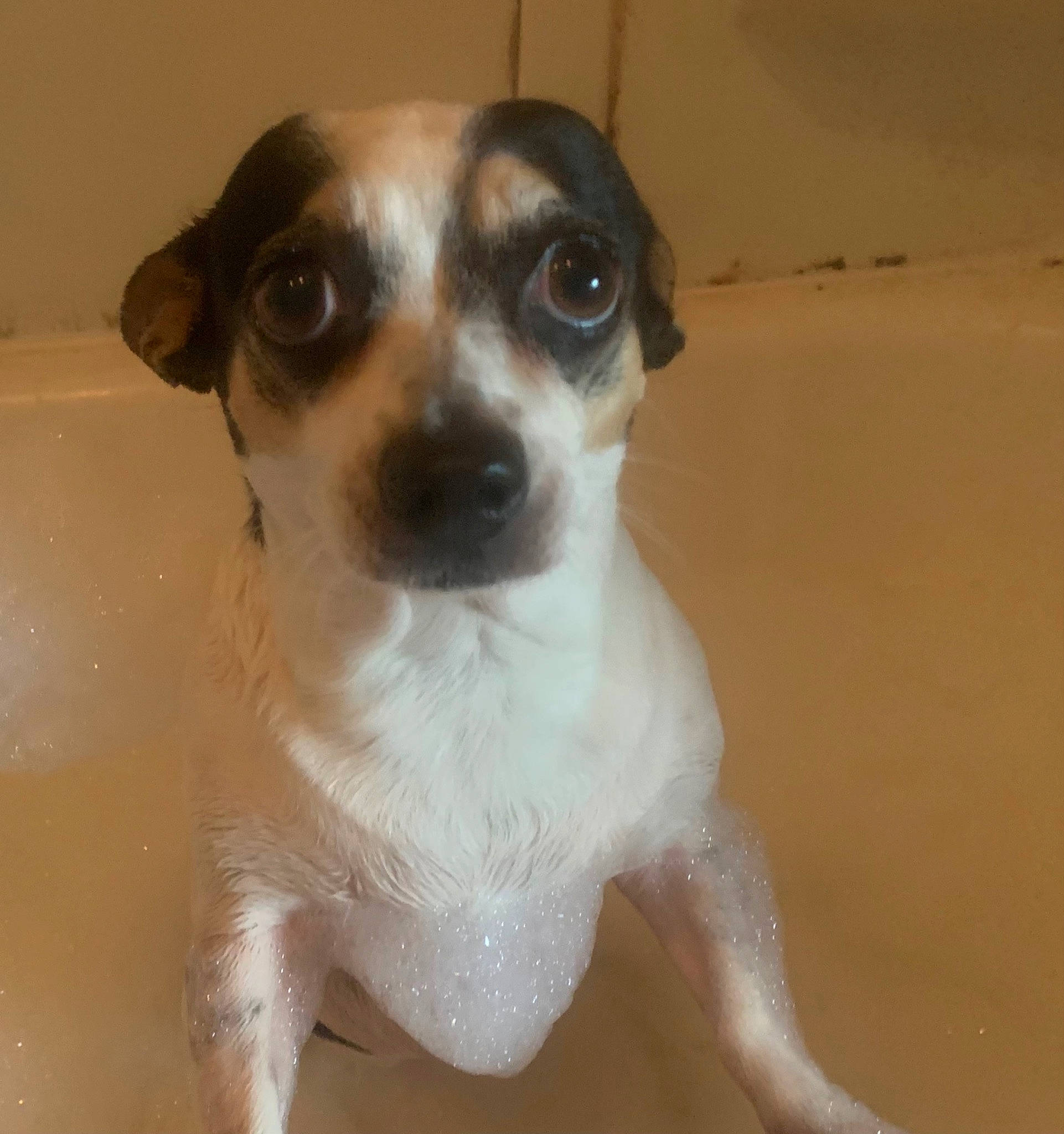 Kiwi joined the competition — help win amazing prizes! ancient_dog_breeds, canidae, carnivore, companion_dog, dog, dog_breed, fawn, fur, irishjacks, non_sporting_group, paw, puppy, small_terrier, sporting_group, terrestrial_animal, terrier, toy_dog, whiskers, working_animal