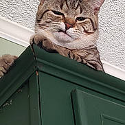 Gilly joined the competition — help win amazing prizes! cat, tabby, grumpy, indoor, cabinet, green_cabinet, feline, pet, animal, whiskers, ears, paws, ceiling, texture, looking_down, resting, fur, cute, household, curious