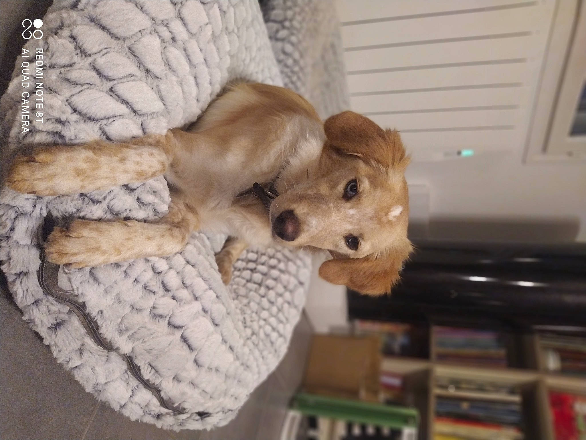 Storm a rejoint le concours — aidez-le/la à gagner de superbes lots ! carnivore, companion_dog, dog, dog_breed, dog_clothes, dog_supply, fawn, felidae, fur, linens, pattern, snout, sporting_group, stuffed_toy, sunglasses, tail, toy_dog, whiskers, wood, working_animal