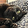 bed, black_cat, blanket, cat, close_up, cozy, cute, feline, fur, indoor, lying_down, nose, patterned_blanket, paw, pet, portrait, sleeping, soft_texture, whiskers, yellow_eyes