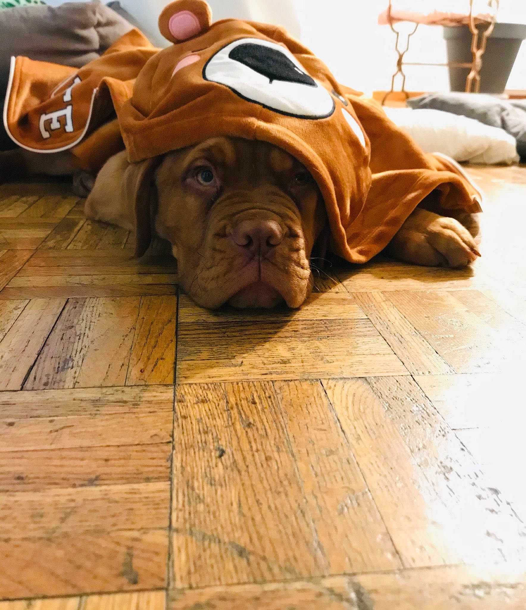 Rock participe au concours pour gagner de l'argent avec cette photo : bulldog, carnivore, comfort, companion_dog, dog, dog_breed, fawn, floor, flooring, hardwood, laminate_flooring, liver, plank, shar_pei, snout, sporting_group, wood, wood_stain, working_animal, wrinkle