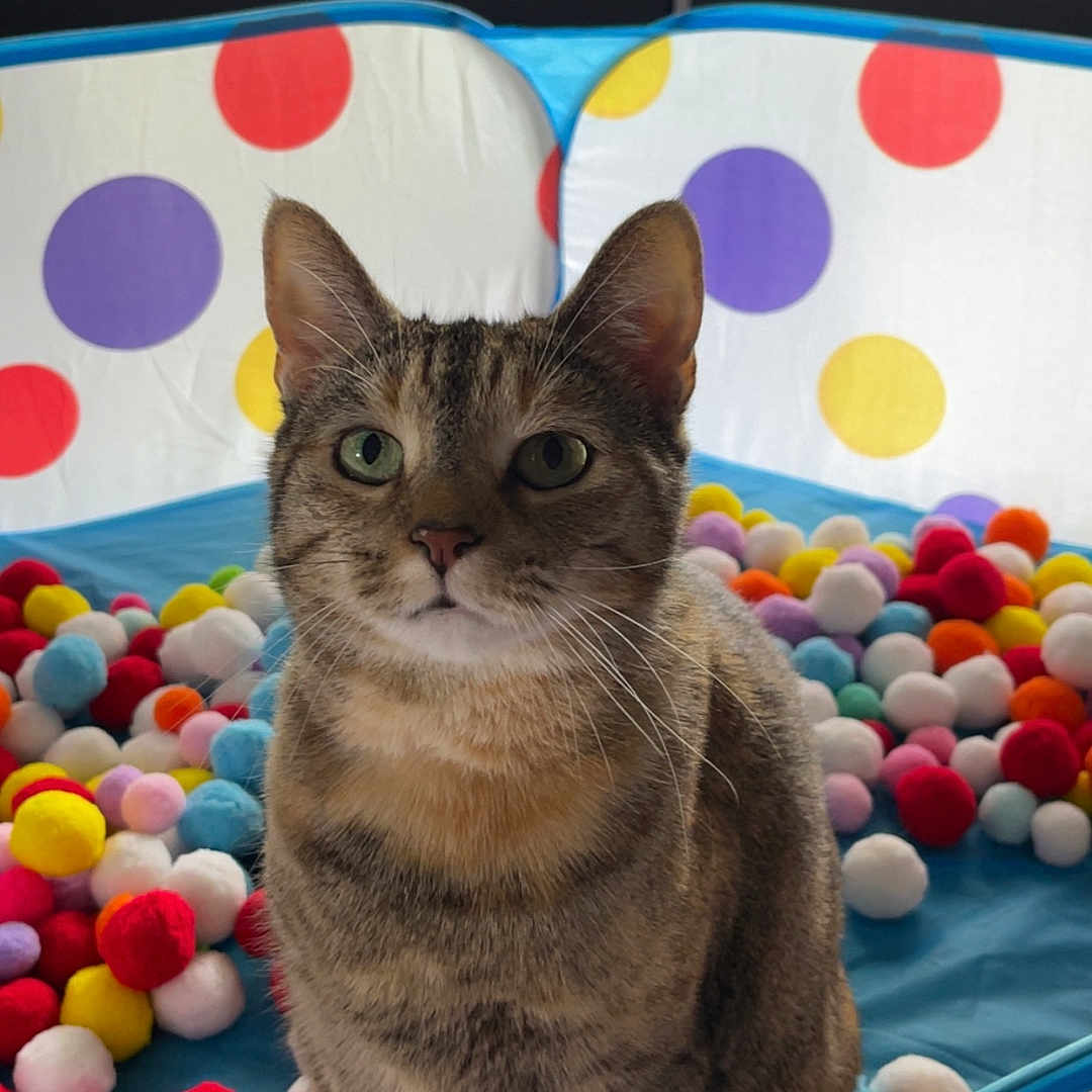 Nemo joined the competition — help win amazing prizes! cat, tabby_cat, pet, animal, feline, sitting, portrait, green_eyes, whiskers, ears, fur, indoor, playpen, ball_pit, colorful, pom_poms, polka_dots, window, cute, photography
