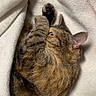 cat, tabby, sleeping, curled_up, cozy, blanket, fluffy, paw, tail, fur, brown, striped, indoor, close_up, pet, relaxed, snuggling, cute, warm_lighting, portrait