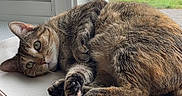 Nemo is registered to the contest to win money with this photo: cat, tabby, pet, animal, feline, lying_down, relaxed, window, windowsill, indoors, rainy, neighborhood, parked_cars, green_grass, brown_fur, striped_fur, green_eyes, paws, cozy, portrait