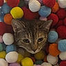 Nemo is registered to the contest to win money with this photo: cat, tabby_cat, animal, pet, feline, face, eyes, ears, whiskers, fur, colorful, pom_poms, soft, textured, close_up, portrait, indoor, playful, surrounded, craft_materials